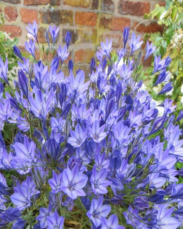 Brodiaea (Triteleia) Miscellaneous Bulbs Autumn Planting Bulbs