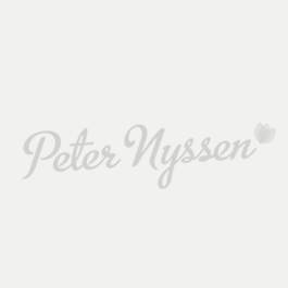 Peter Nyssen