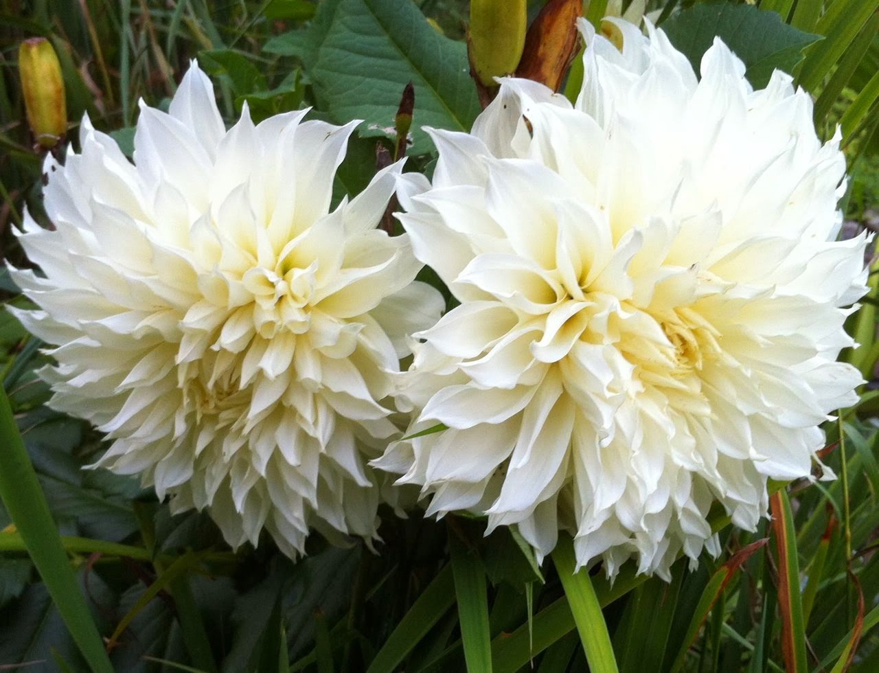 Decorative Dahlias Dahlia Tubers Spring Planting