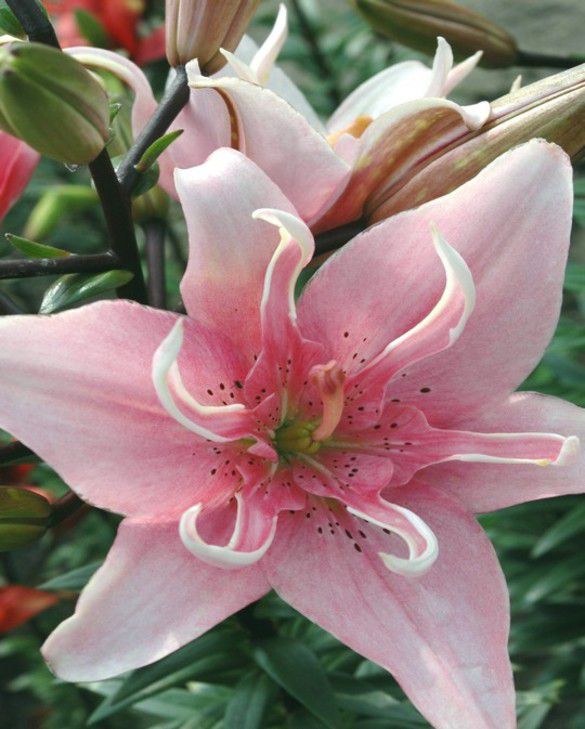 Asiatic Lilies Lilium / Lilies Spring Planting Bulbs, plants and more