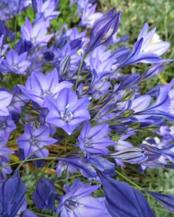 Brodiaea (Triteleia) Miscellaneous Bulbs Spring